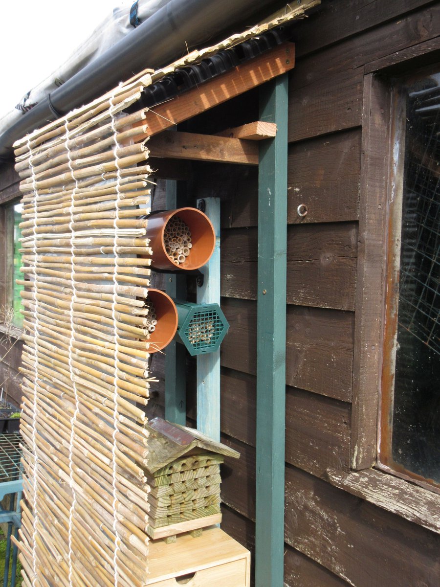 Jemima's Garden - Flower Seeds for Wildlife 🐝🦋🌱 tweet media