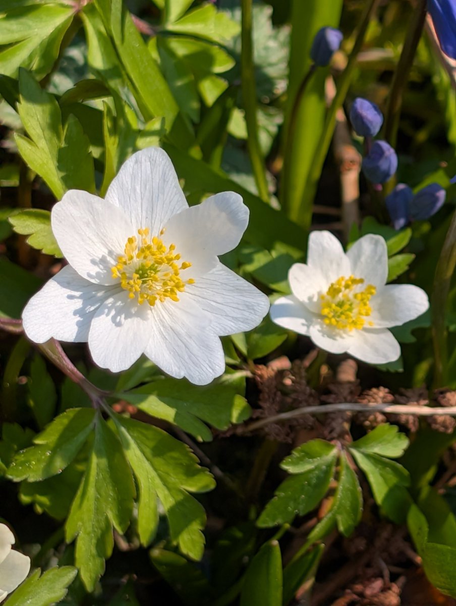 Anjuschka Prenzel tweet media