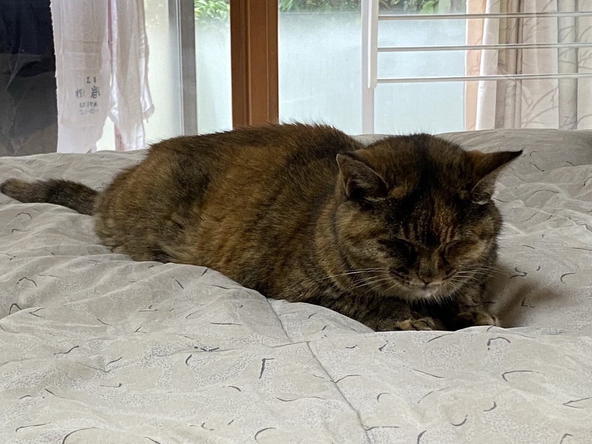 ねこ先輩 (@necosempai) on Twitter photo 