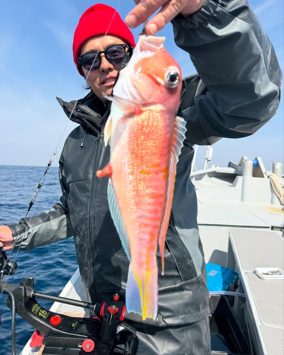 miracleaniking1's tweet photo. 鬼カサゴ釣り
コツを掴んで、掴んだ、掴んだかもしれない、たまたまか！
楽しかったからいーや https://t.co/464vFYYBWm