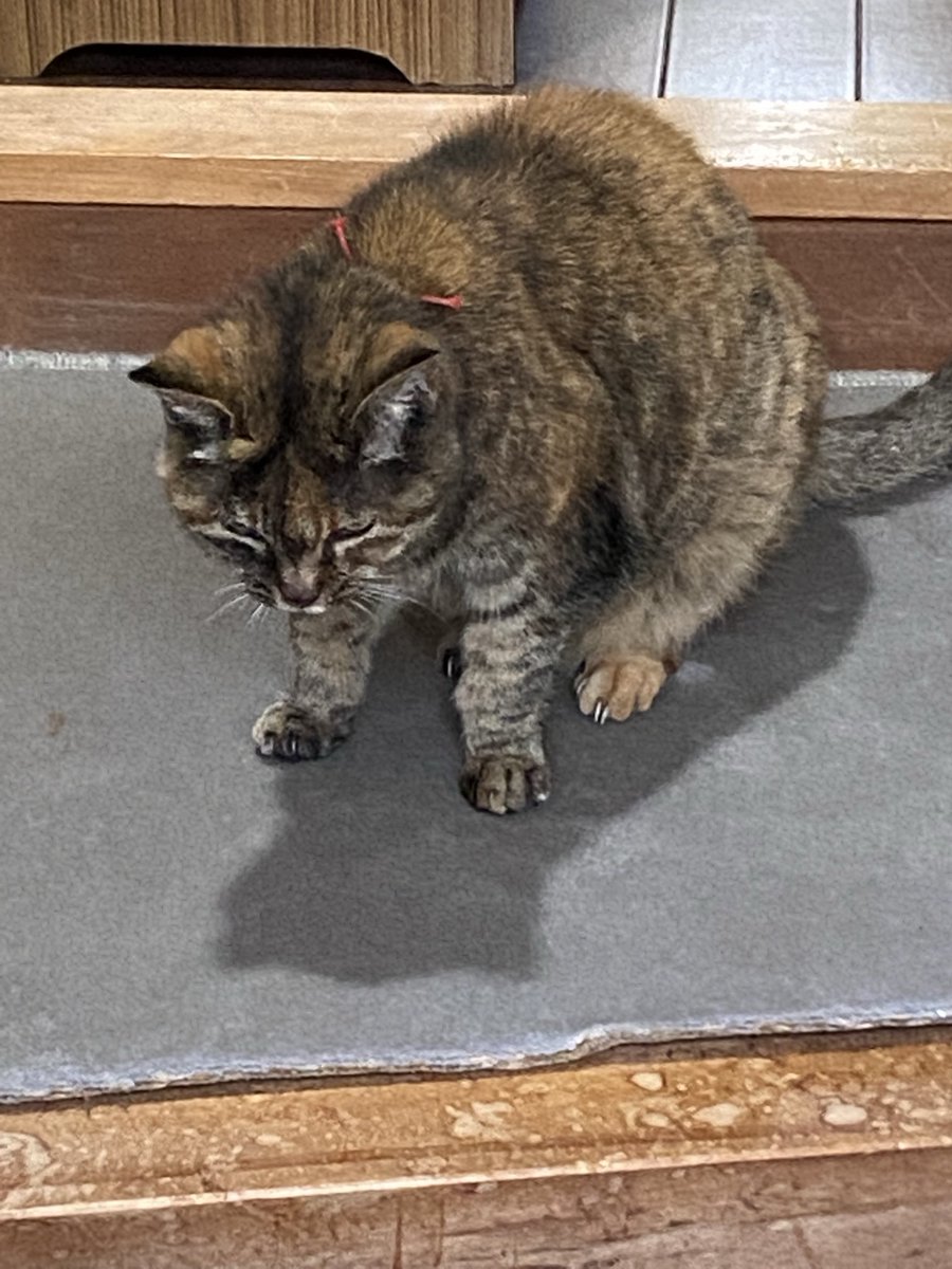 ねこ先輩 (@necosempai) on Twitter photo 