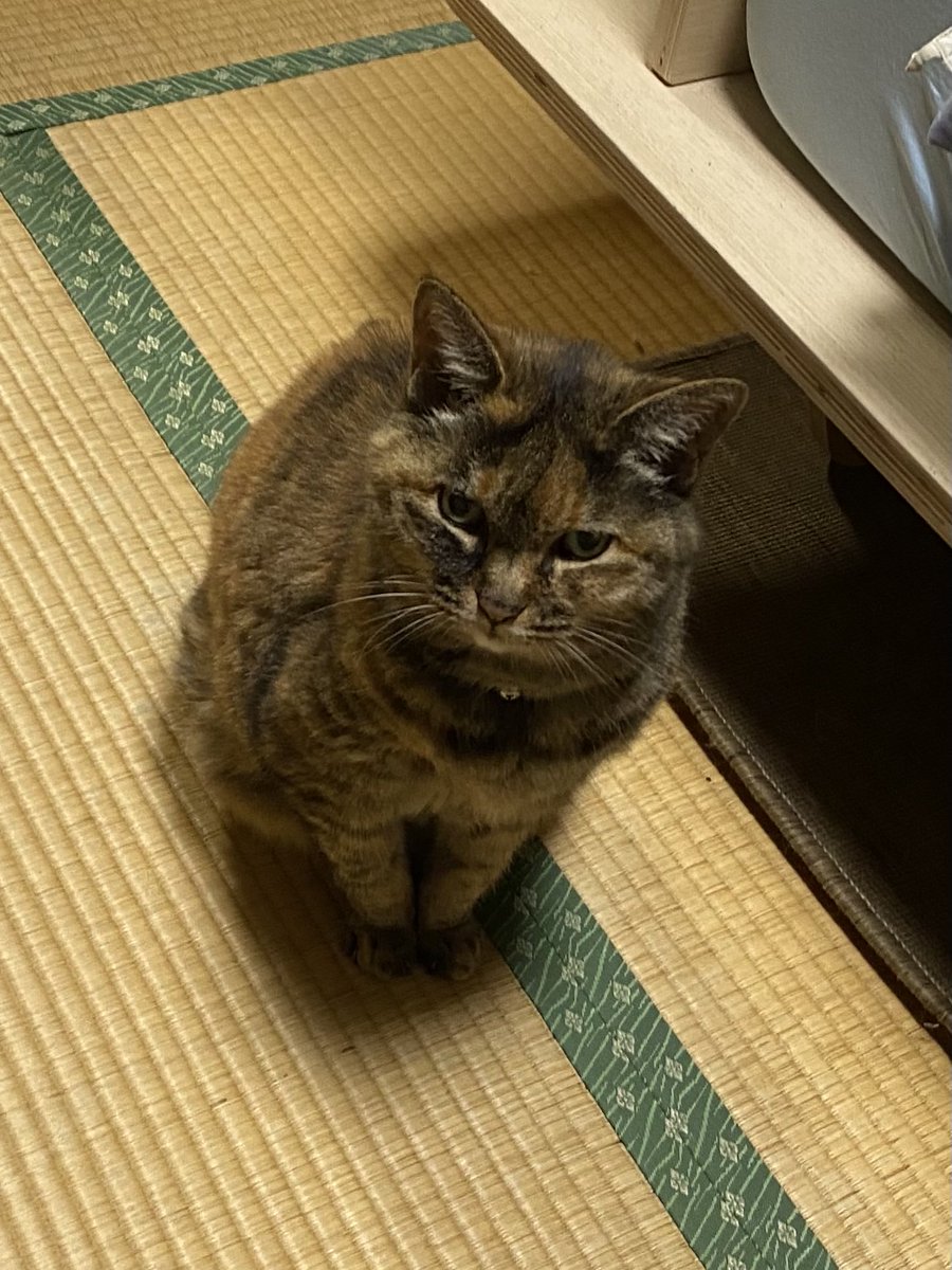 ねこ先輩 (@necosempai) on Twitter photo 