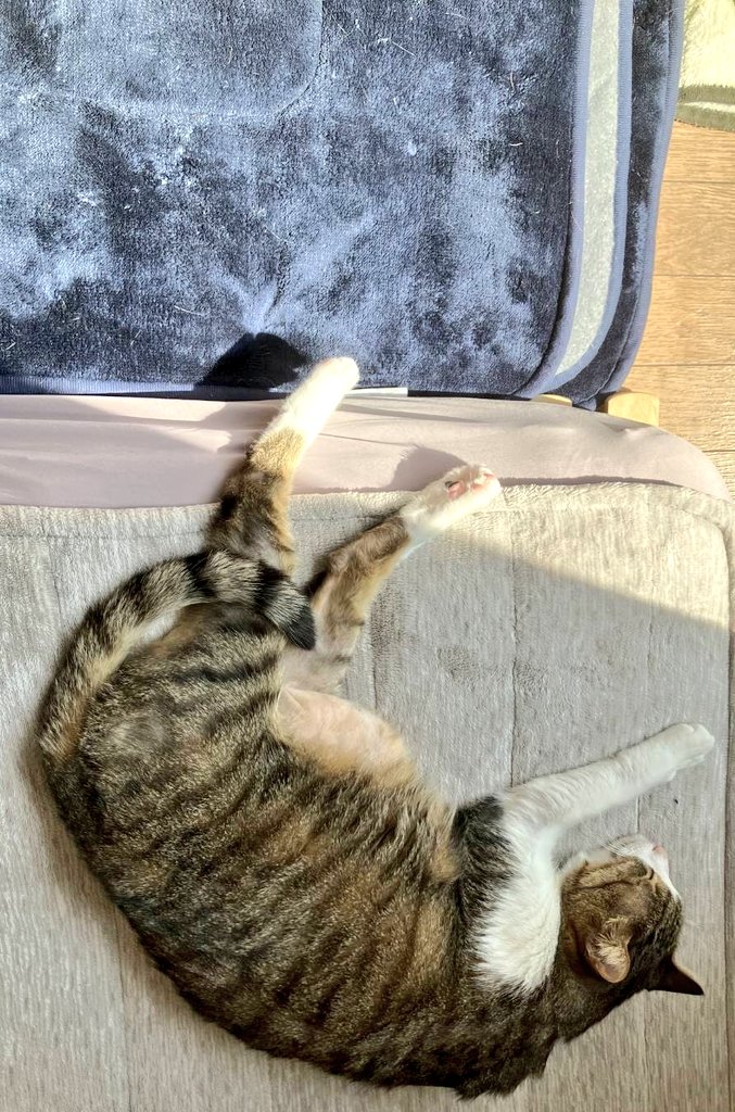 ねこねこ日和 tweet media