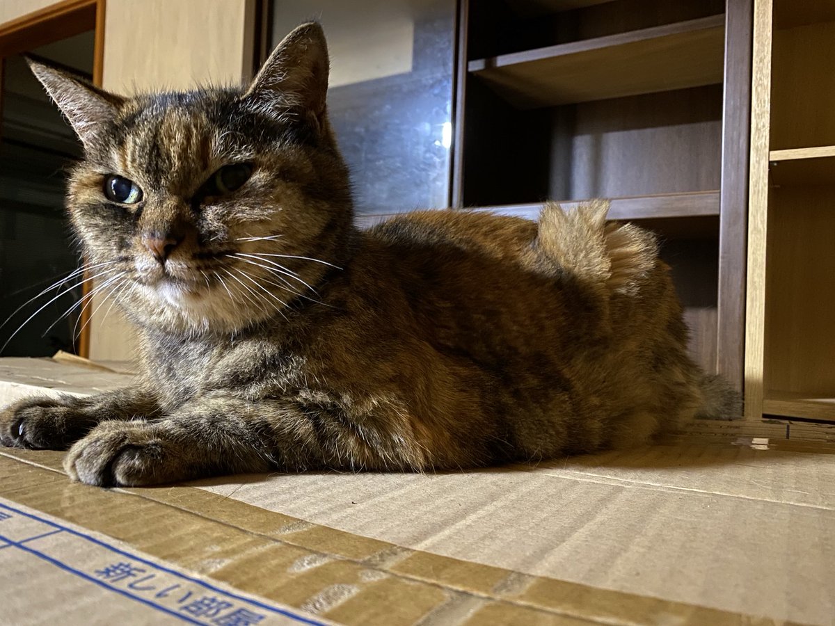 ねこ先輩 (@necosempai) on Twitter photo 