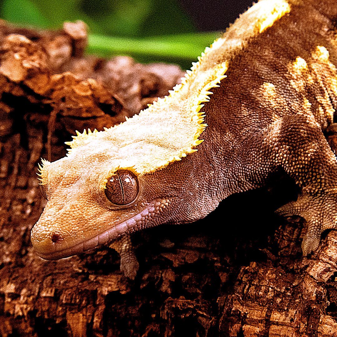 Once In A Wild tweet media