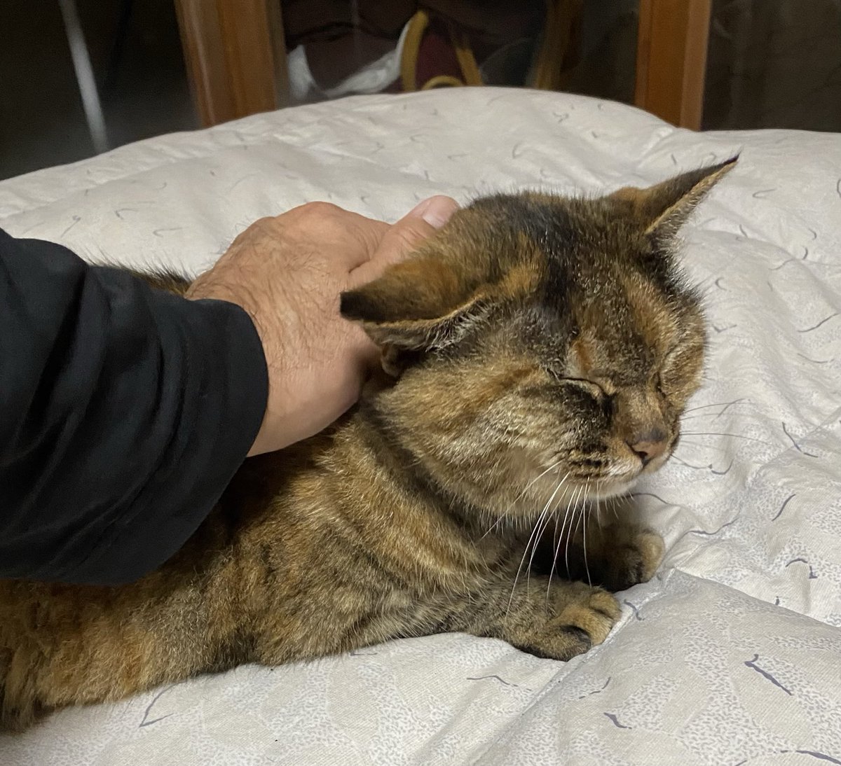 ねこ先輩 (@necosempai) on Twitter photo 