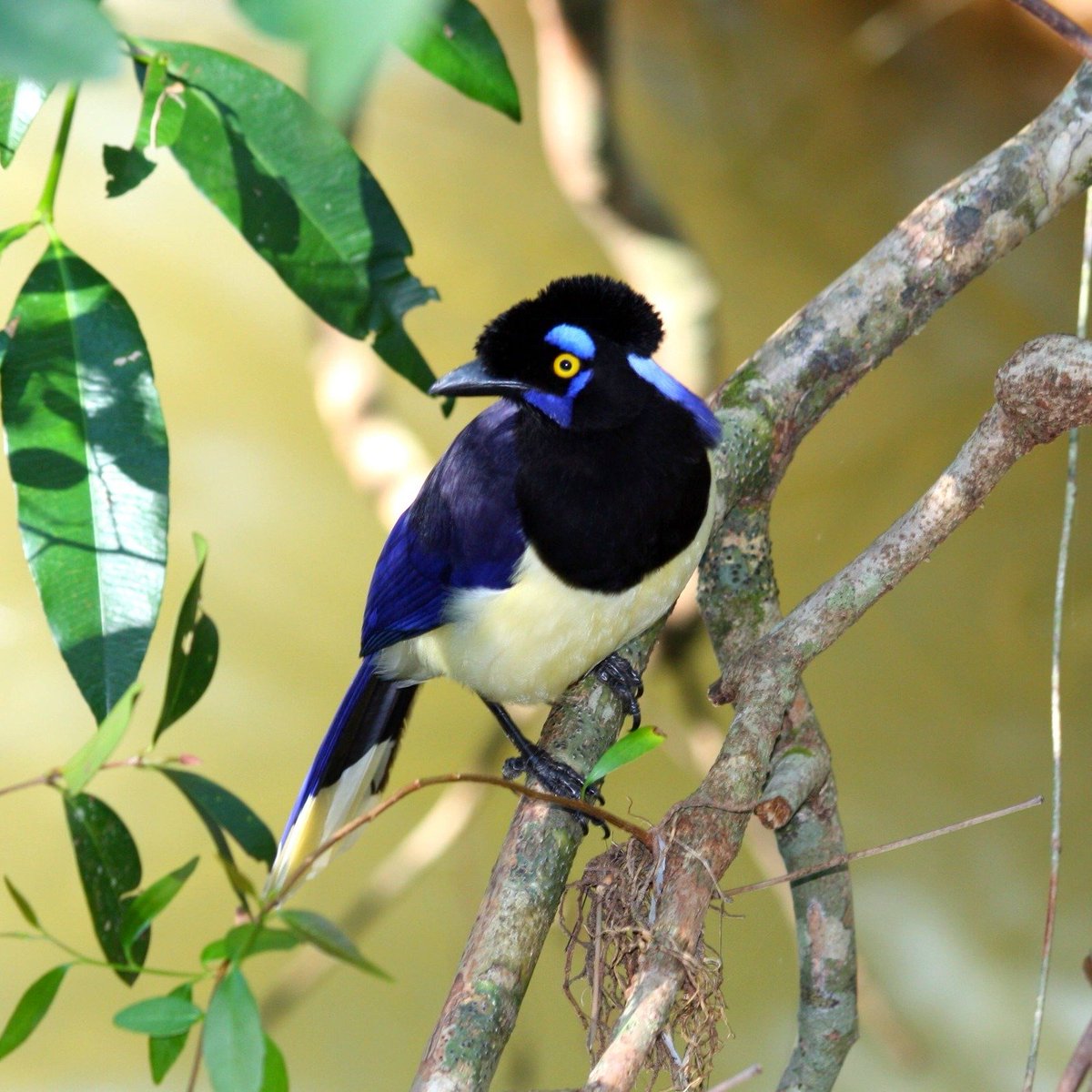 Bird Talk 🛜🦅🪺🦉🐦🦜🪿🦢🦆🦃 tweet media