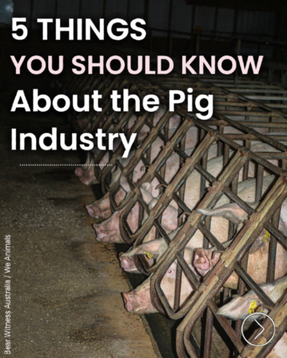 Vegan FTA tweet media