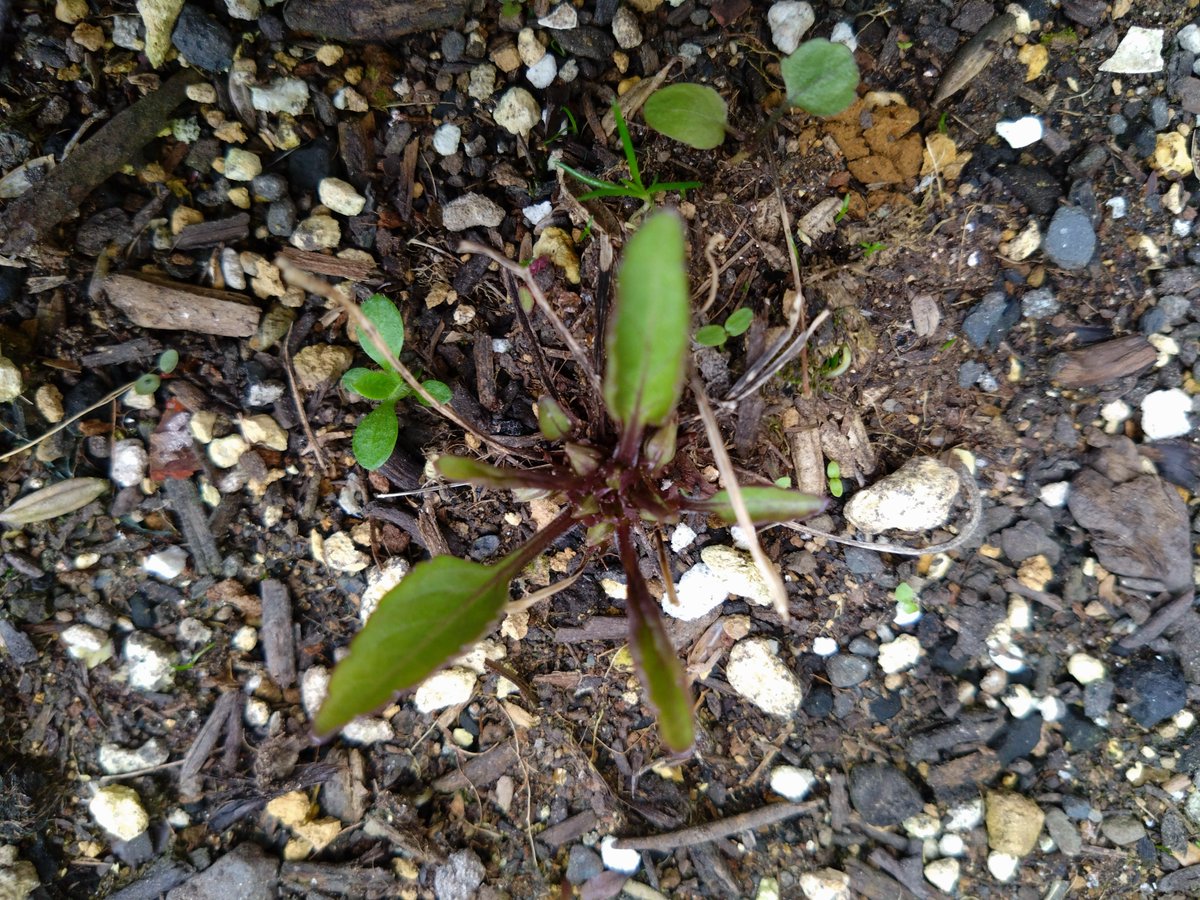 ソロ花活 tweet media