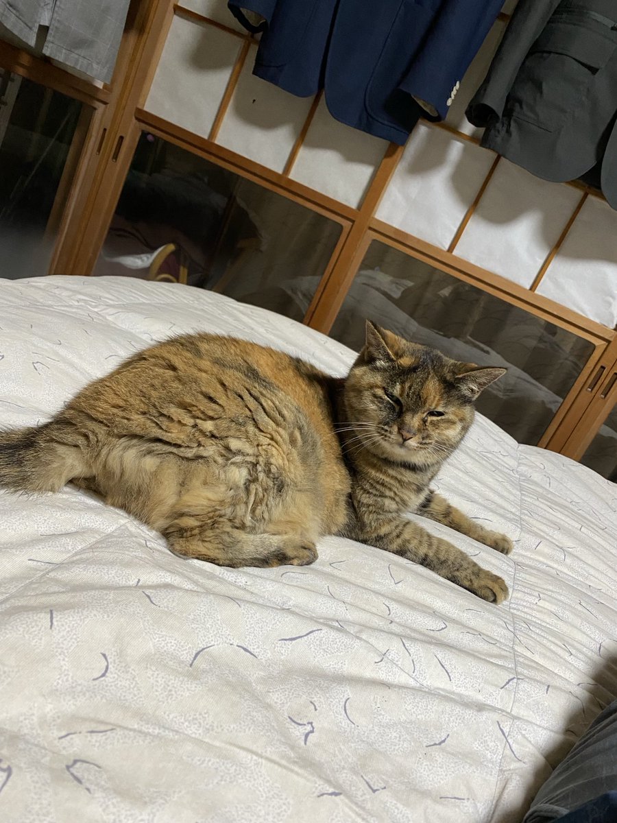 ねこ先輩 (@necosempai) on Twitter photo 