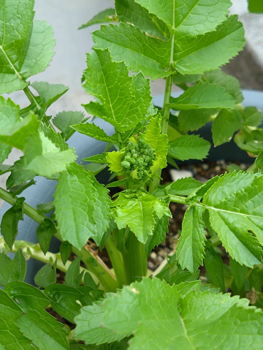 ソロ花活 tweet media