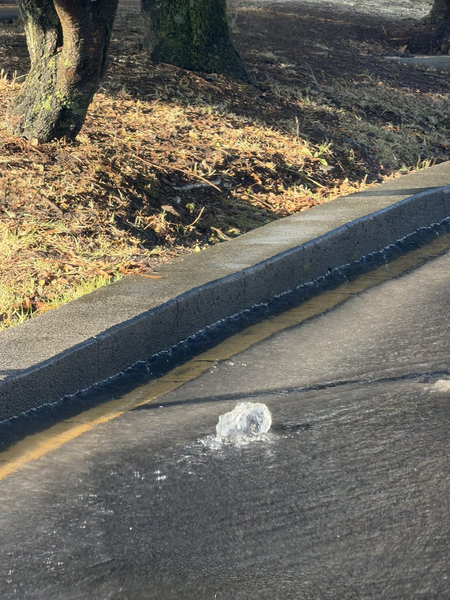 Mónica Domínguez tweet media