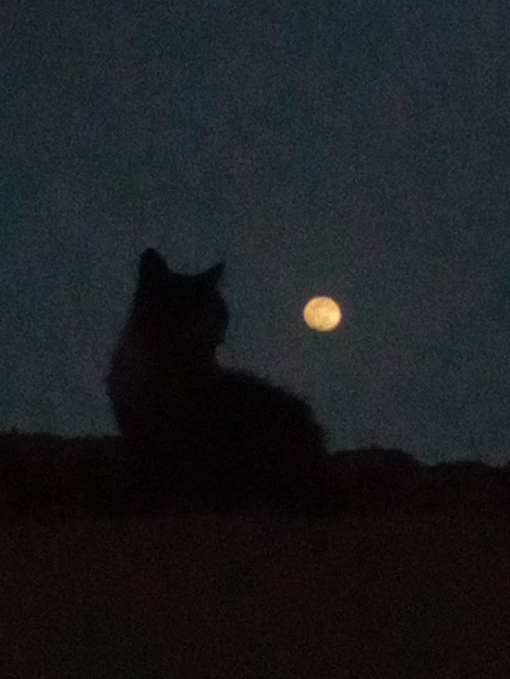 RichardEdenfie1's tweet photo. #vss365
The fire listens to the air. Two cat ears moving with the barking of mountains. I hold the candles in my arms at night. The wax falls like moonlight and hardens on the ground in deep soft purrs of illumination. The #wavering of the flames. The breeze between branches. https://t.co/r25hKKPYTV