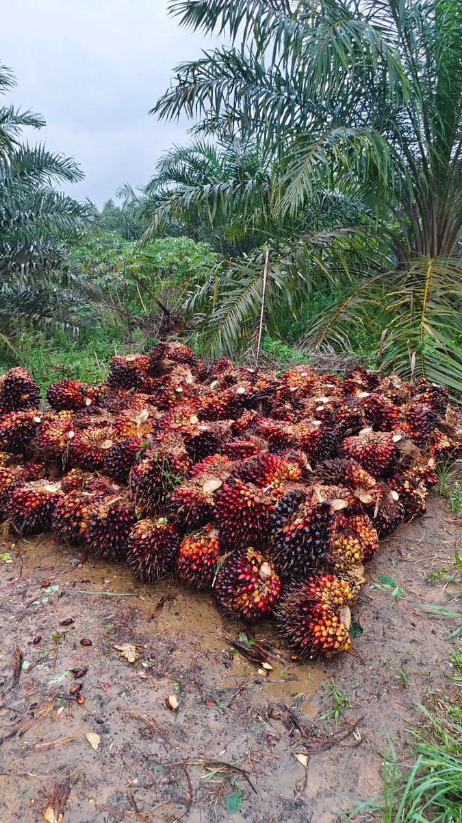 World's Largest Palm Oil Producer (2010-2025) 🌴

2010 — Indonesia 🇮🇩 (19.0 million tonnes)  
2011 — Indonesia 🇮🇩 (23.0 million tonnes)  
2012 — Indonesia 🇮🇩 (26.0 million tonnes)  
2013 — Indonesia 🇮🇩 (27.0 million tonnes)  
2014 — Indonesia 🇮🇩 (29.0 million tonnes)  
2015 —