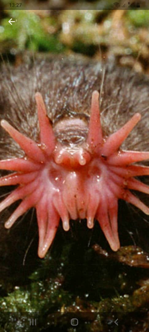 WildEarth tweet media