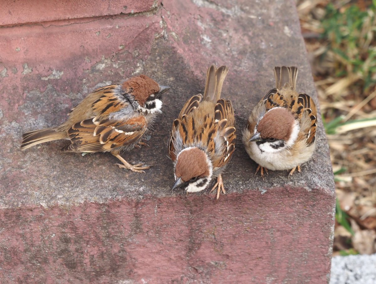 ちゅんちゅん tweet media