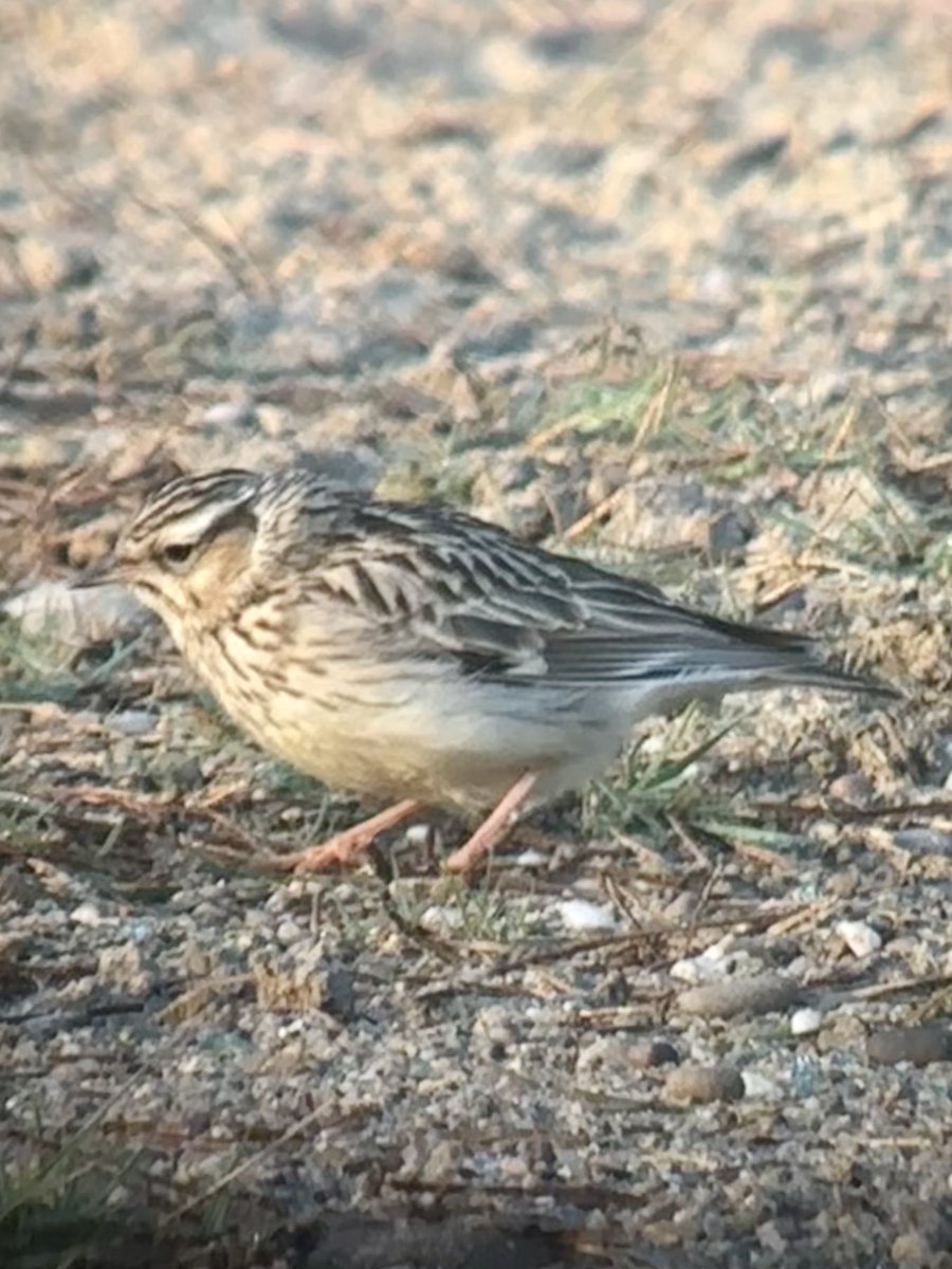 Steve Richards tweet media