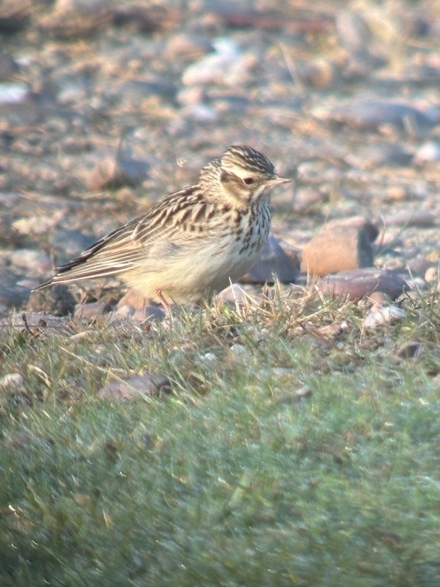 Steve Richards tweet media