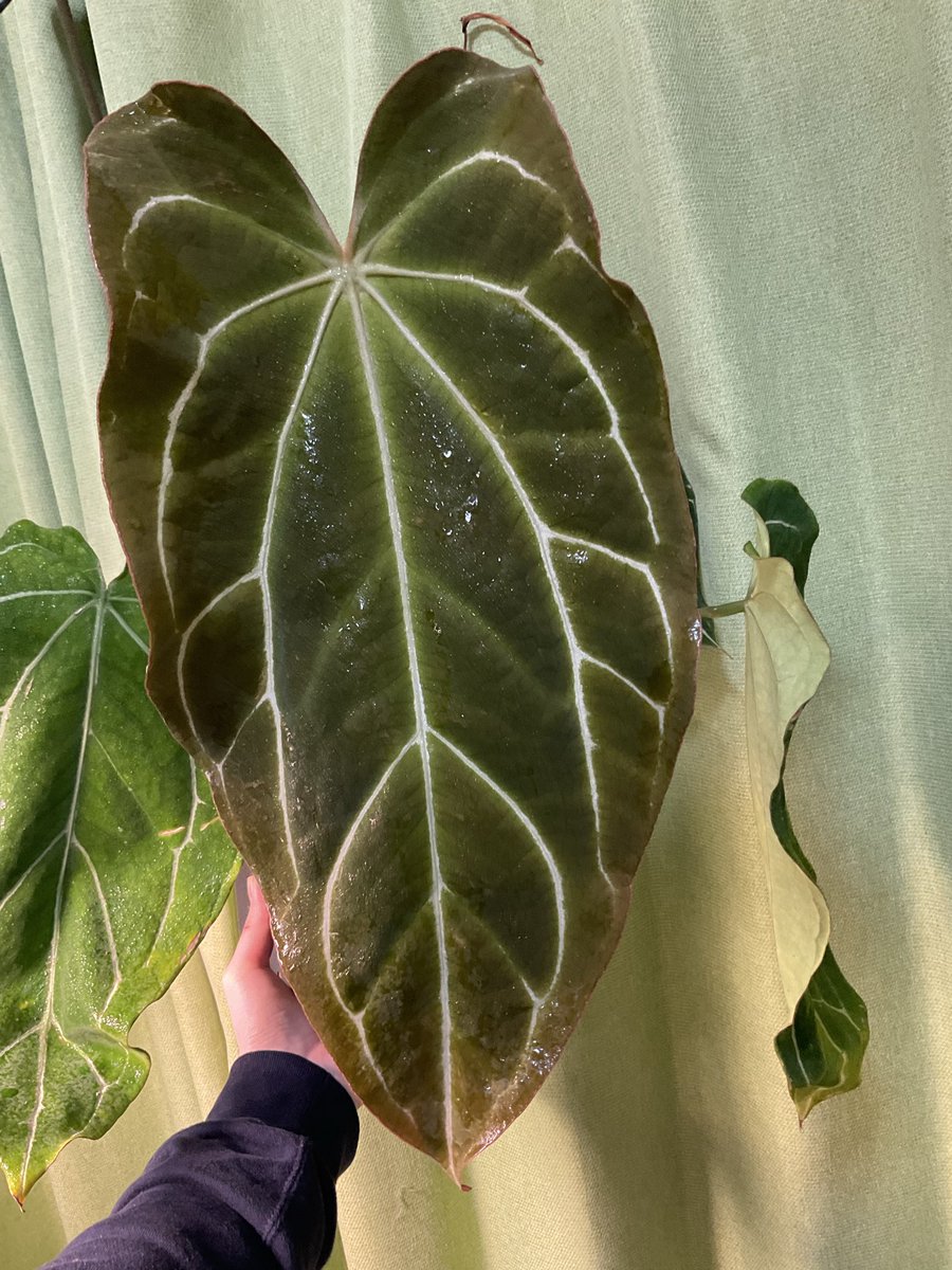 まさお【根腐れのプロ】 tweet media