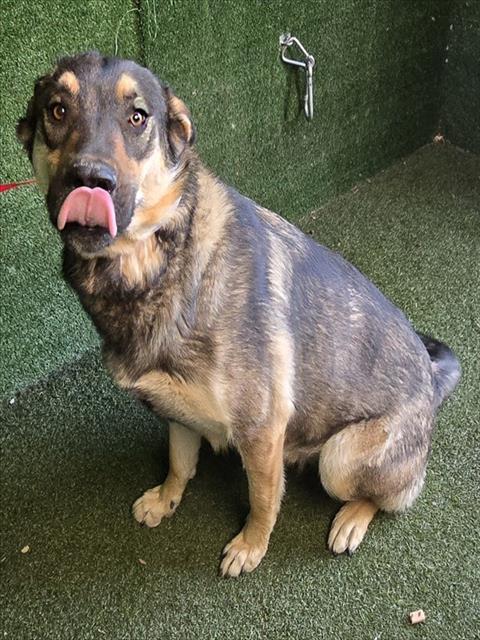 LancasterAnimalShelt tweet media