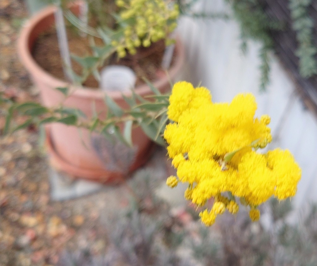 1年目の苗木から育て初めて今年で5年目の三角ミモザさん。

やっとこせお花が咲いた～♪

土壌改善とかいろいろ頑張ったから咲いてくれて、嬉しさが倍増！

ポンポン可愛いな～。
咲いてくれて、ありがとう😭