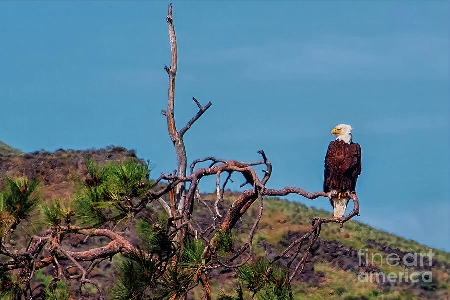 DMSharptonArt tweet media