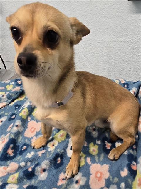 LancasterAnimalShelt tweet media