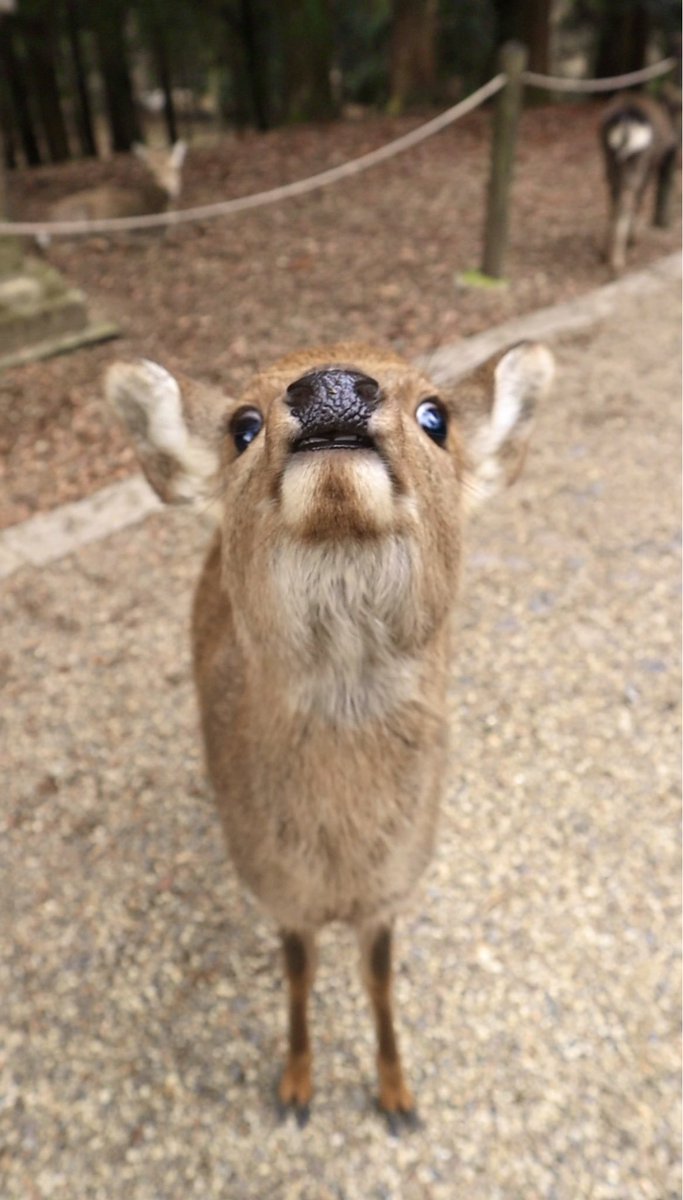鹿達の日常　【nara deer channel】 tweet media