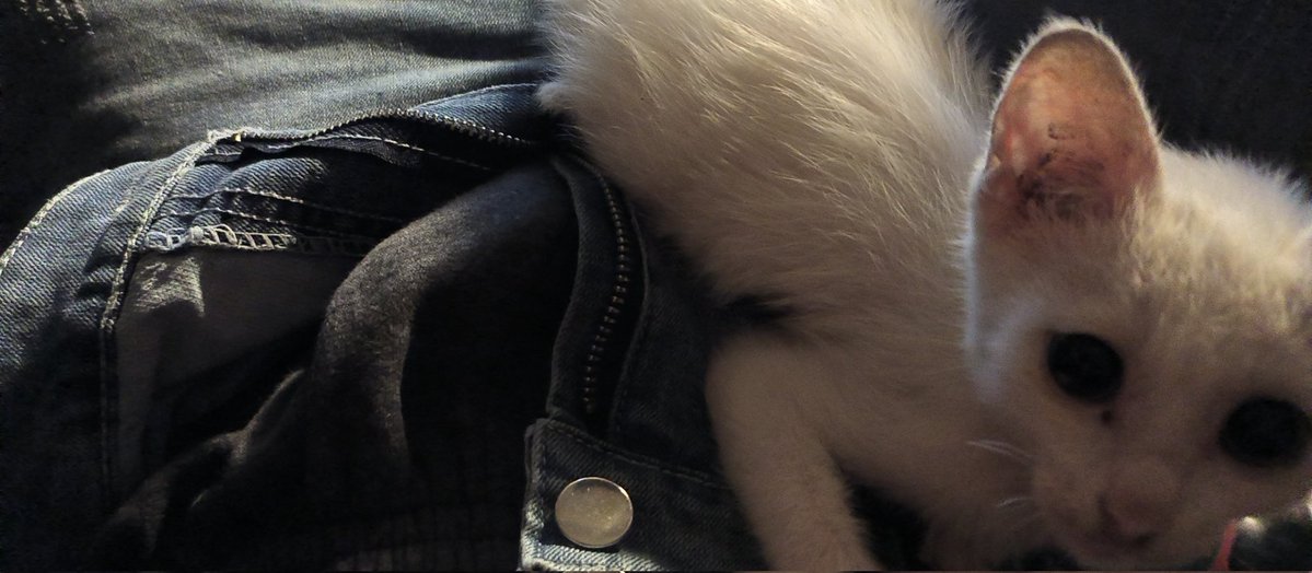 Lil Trunks tweet media