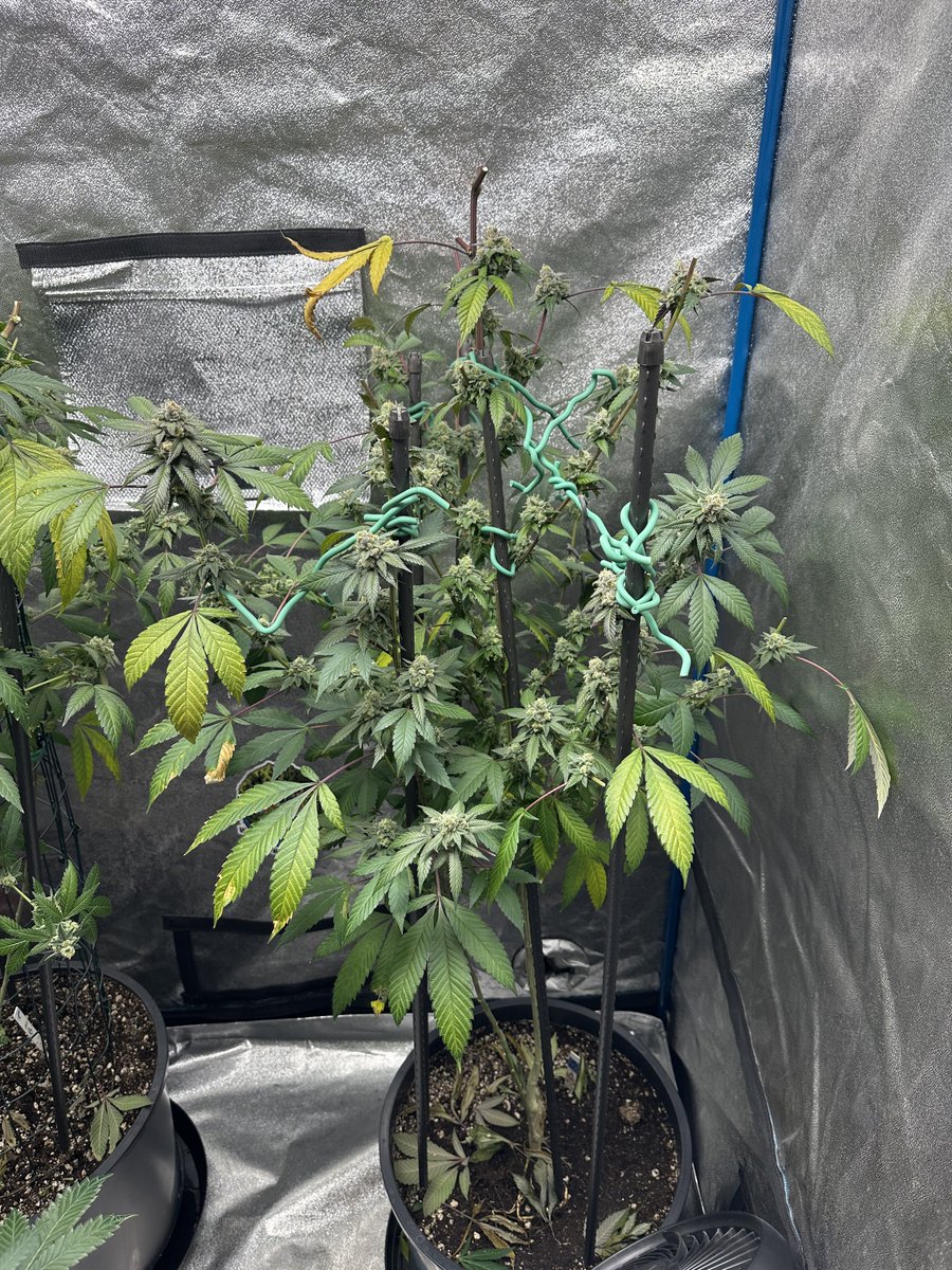 Highly Ganjanous tweet media