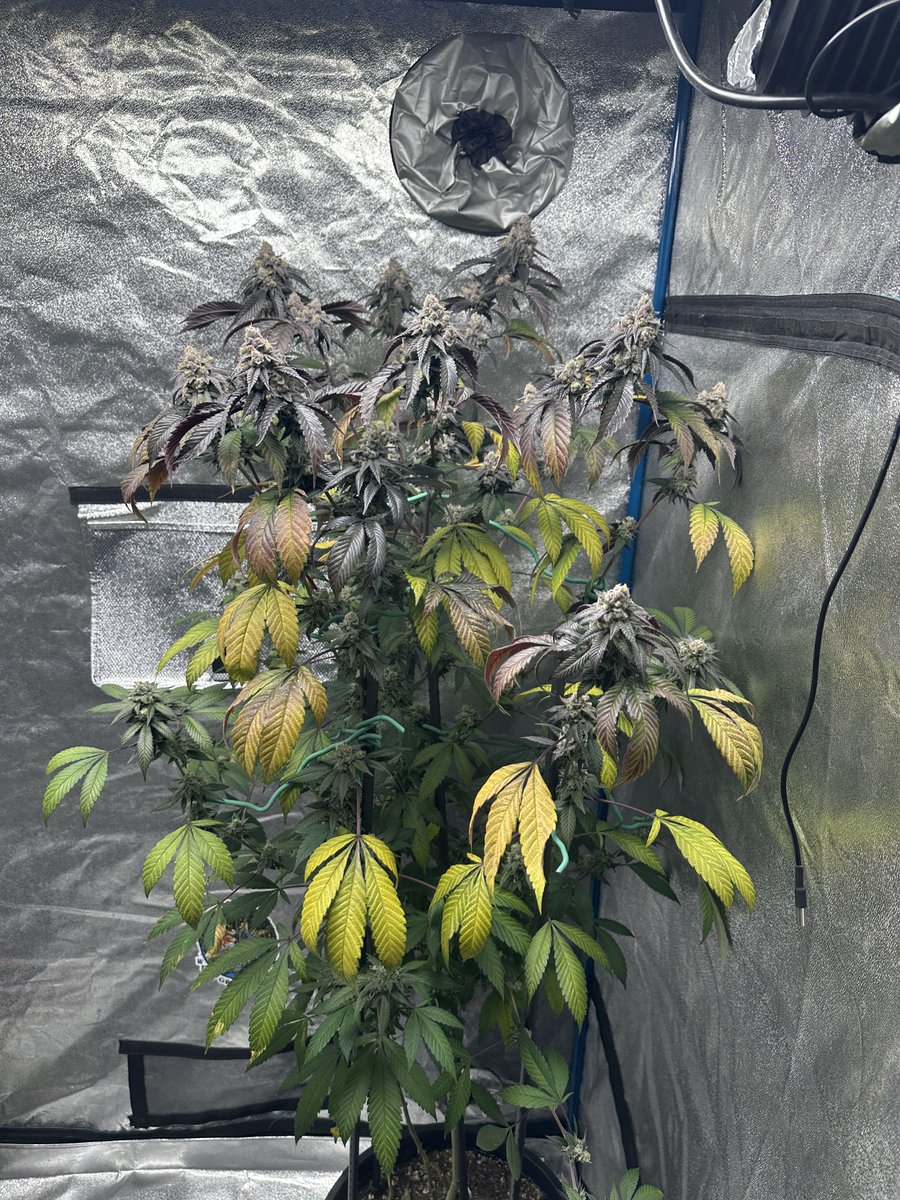 Highly Ganjanous tweet media