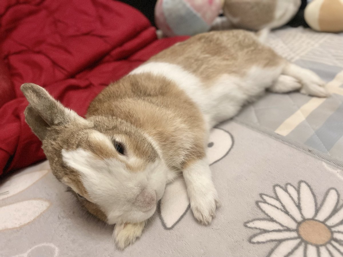 あやか tweet media