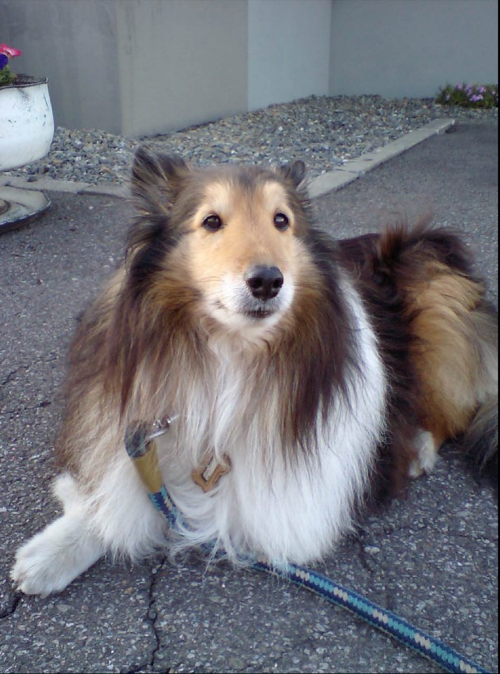 (新)🐈‍⬛an.🐈‍⬛az.🌈🐈yomo.🐕shell.🐕kin tweet media