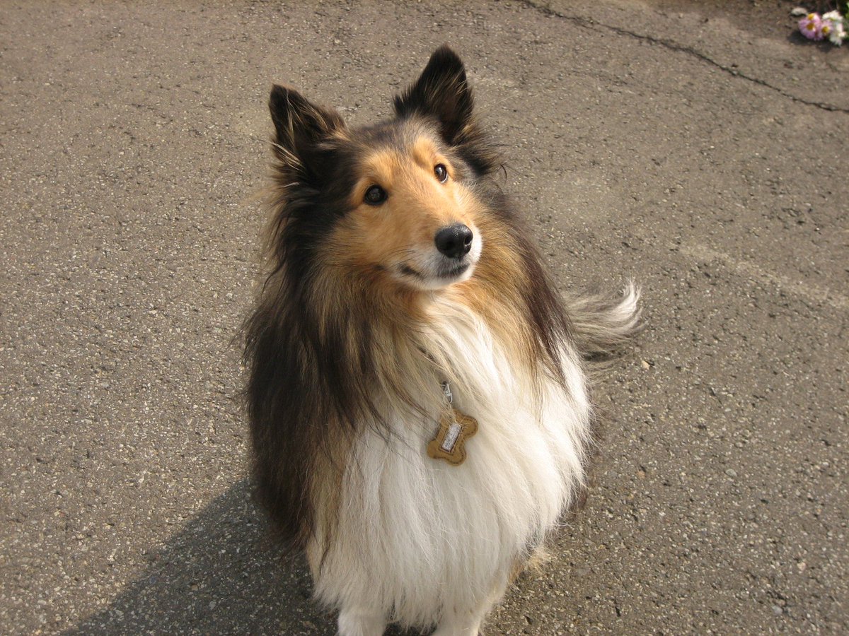 (新)🐈‍⬛an.🐈‍⬛az.🌈🐈yomo.🐕shell.🐕kin tweet media