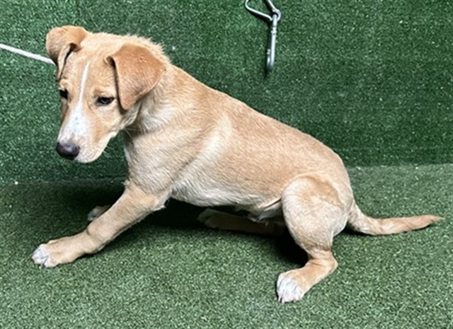 LancasterAnimalShelt tweet media