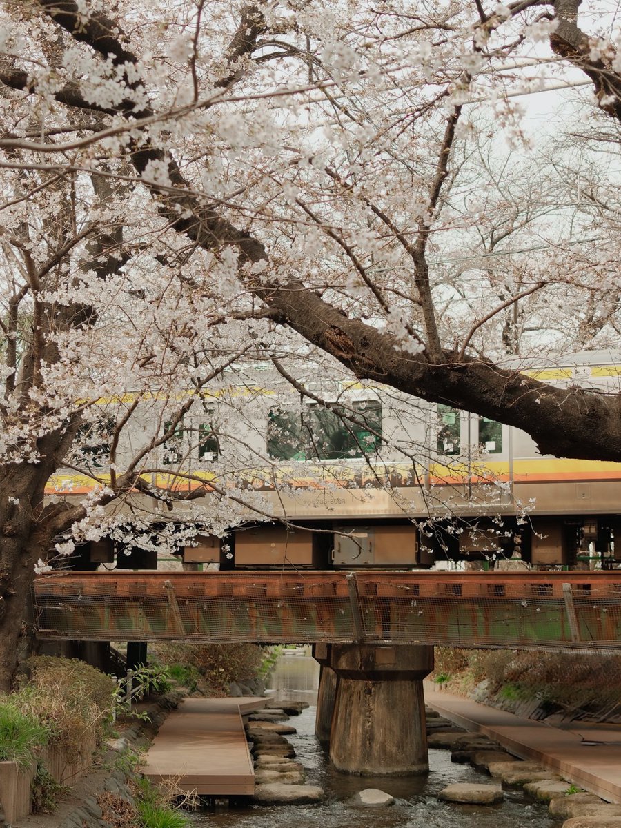อยู่โตเกียวมา 5  วันซากุระยังไม่บานสักที เลยลองเสี่ยงนั่งรถไฟออกนอกเมืองไป Kanagawa สรุปเจอซากุระจริงๆด้วย ถึงจะยังไม่Full bloom แต่ก็พอให้ชื่นใจ 🥹มุม 2 ข้างคลองเล็กๆเป็นซากุระ 2 ฝั่ง แล้วมีทางรถไฟตัดผ่านสุดจะน่ารักเลยแก 🚃🌸
📍 Shukugawara Nikaryō Waterway