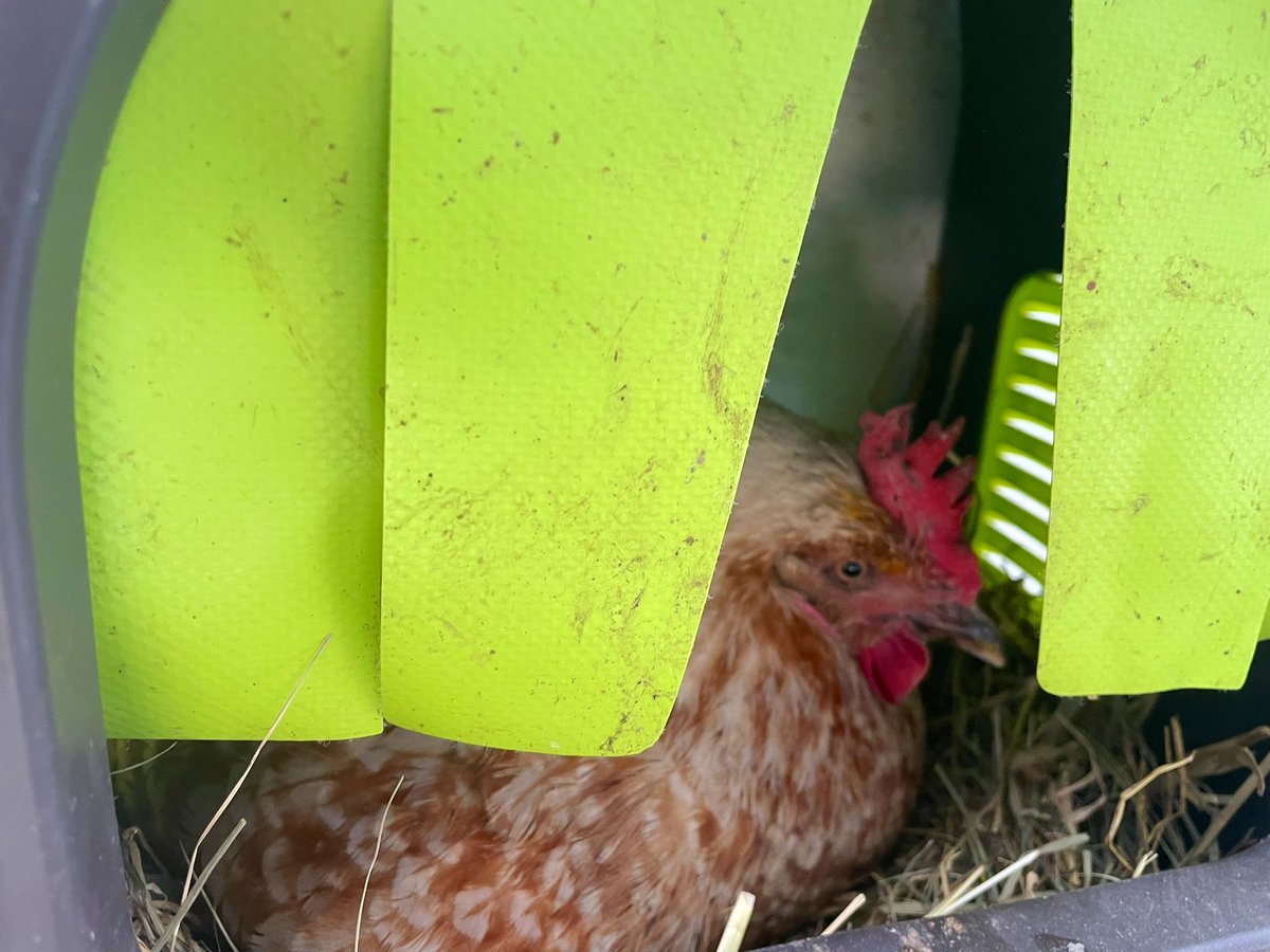 Rouge🎗️💚🌻🐓🐈‍⬛🐕🐎 tweet media