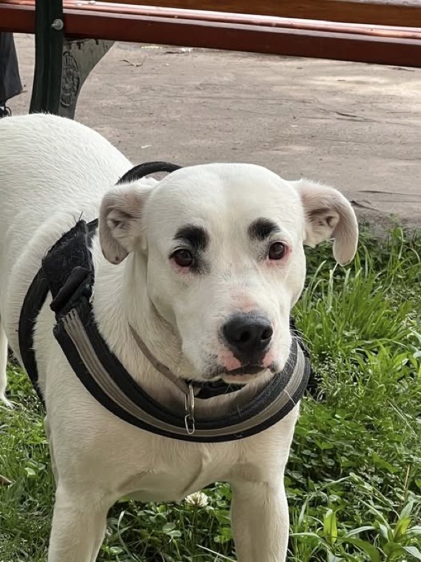 Canelita tweet media