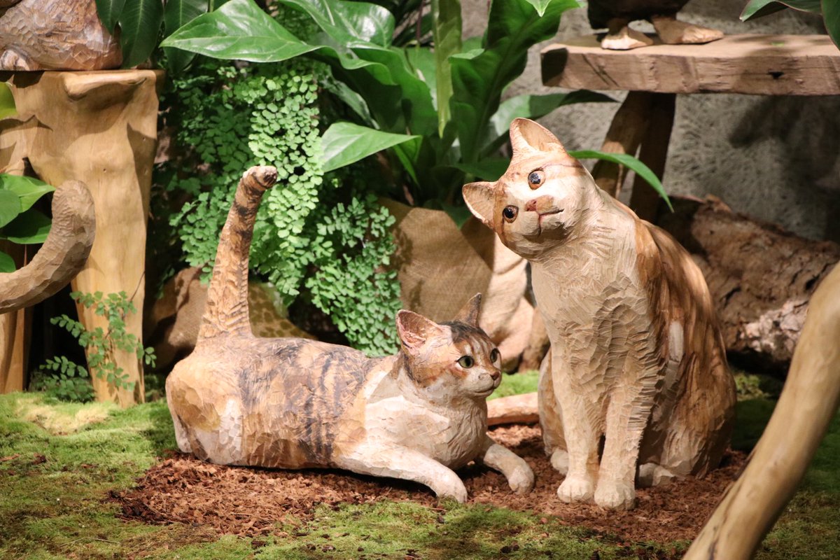 赤猫 杏 映画『化け猫あんずちゃん』公式サイト