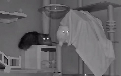 นีนี่ฮุนฮุนเป็นน้องพี่หมี🐻🐱 tweet media