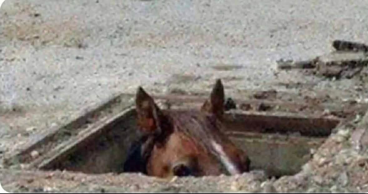 TheMainMan tweet media