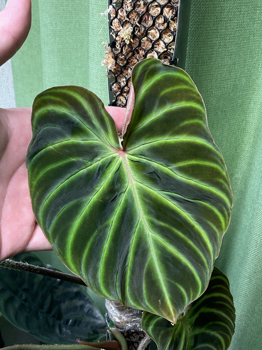 まさお【根腐れのプロ】 tweet media