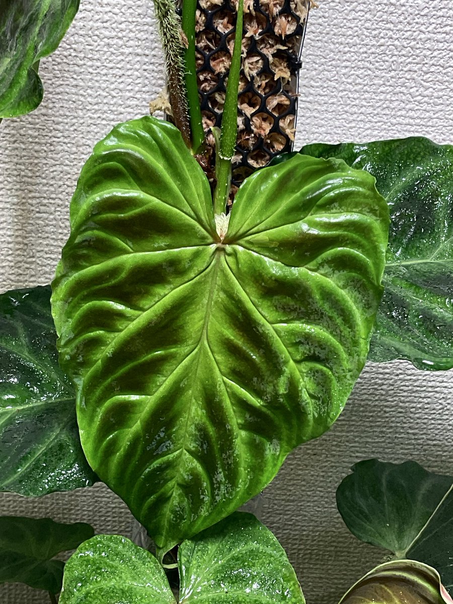 まさお【根腐れのプロ】 tweet media