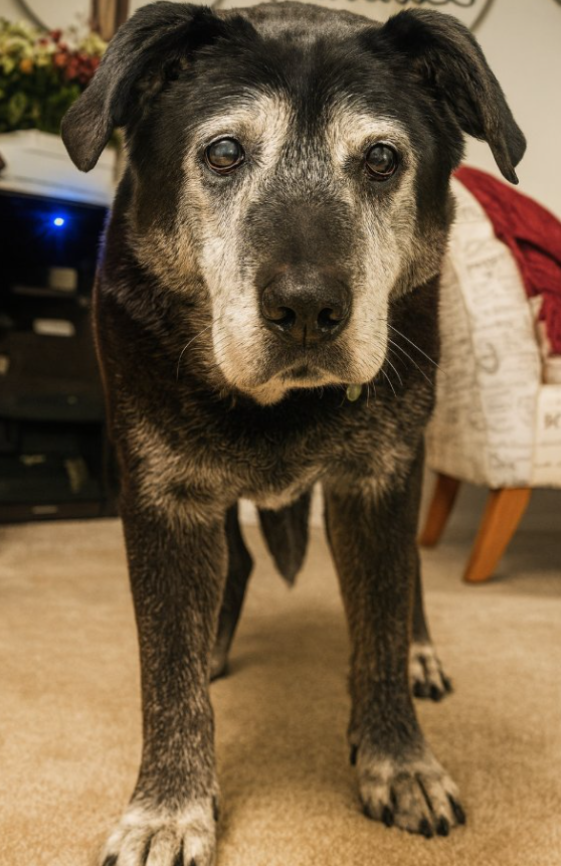 Tweets of Dogs tweet media