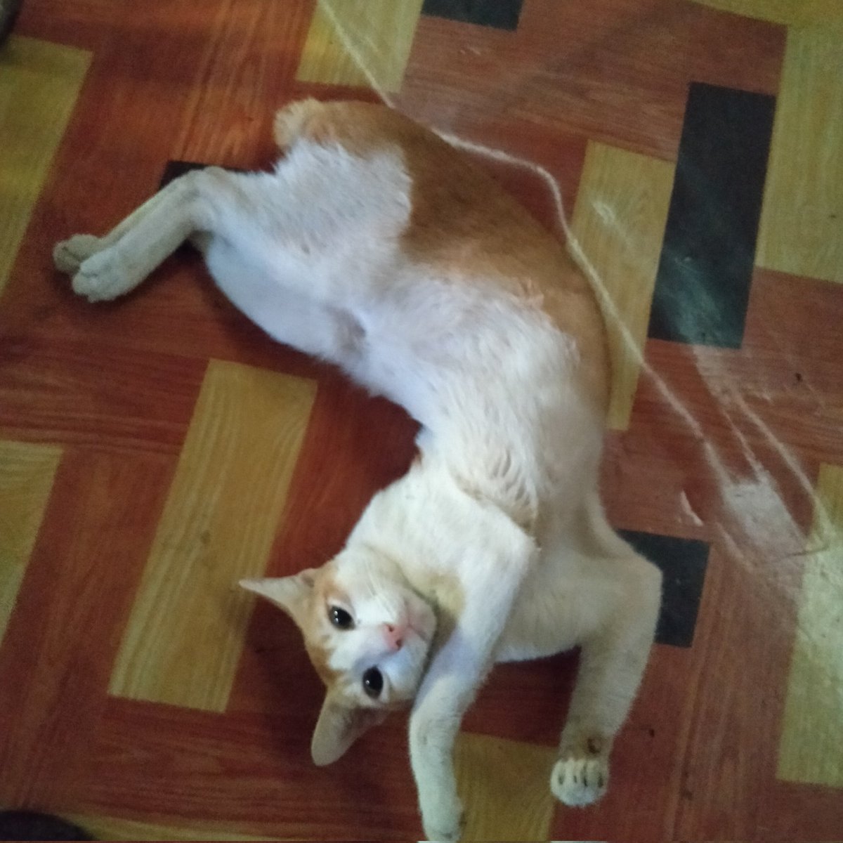 AungKhingSoe8's tweet photo. Have you look at me ? https://t.co/D7aSzxMhk9