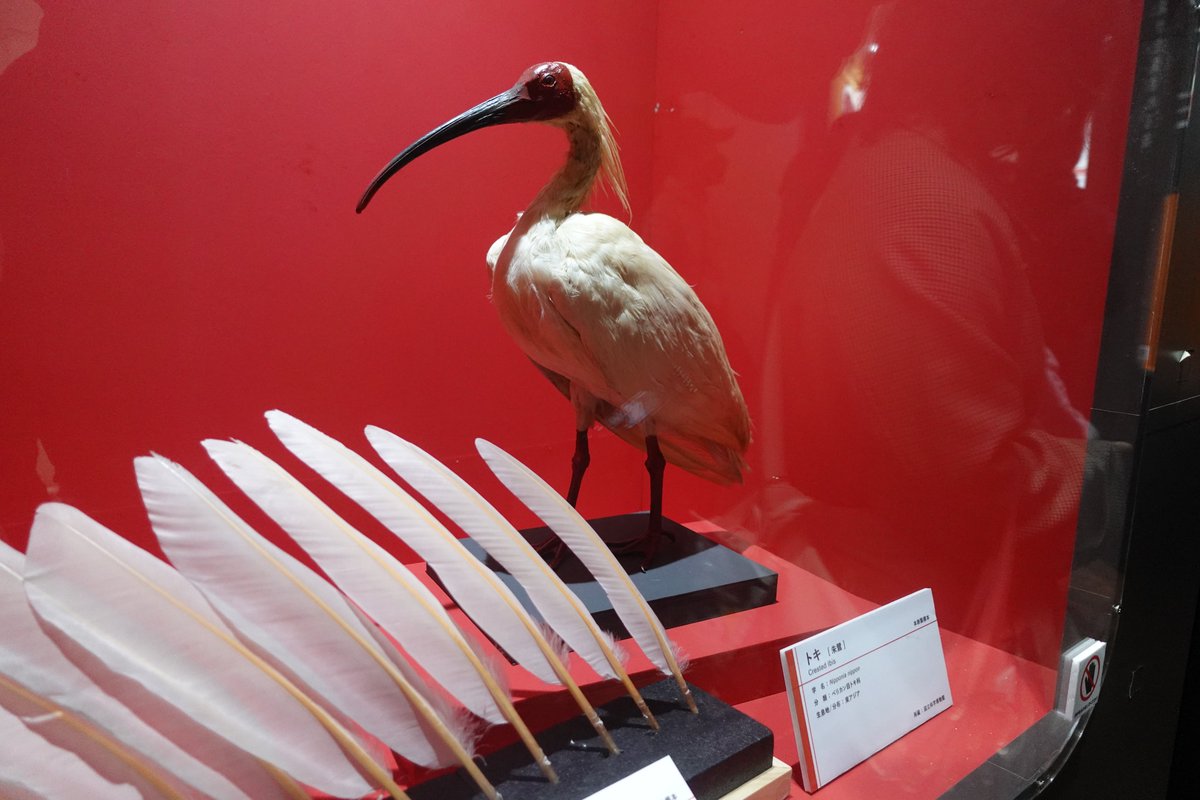 hyperneko(ハイパーねこ) tweet media