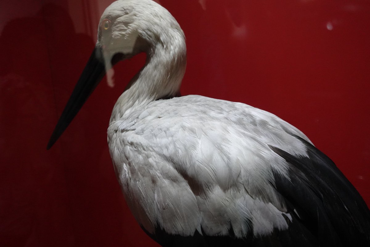 hyperneko(ハイパーねこ) tweet media