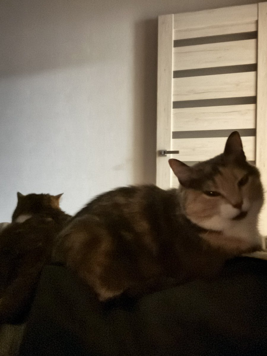 Gesse K.A. tweet media