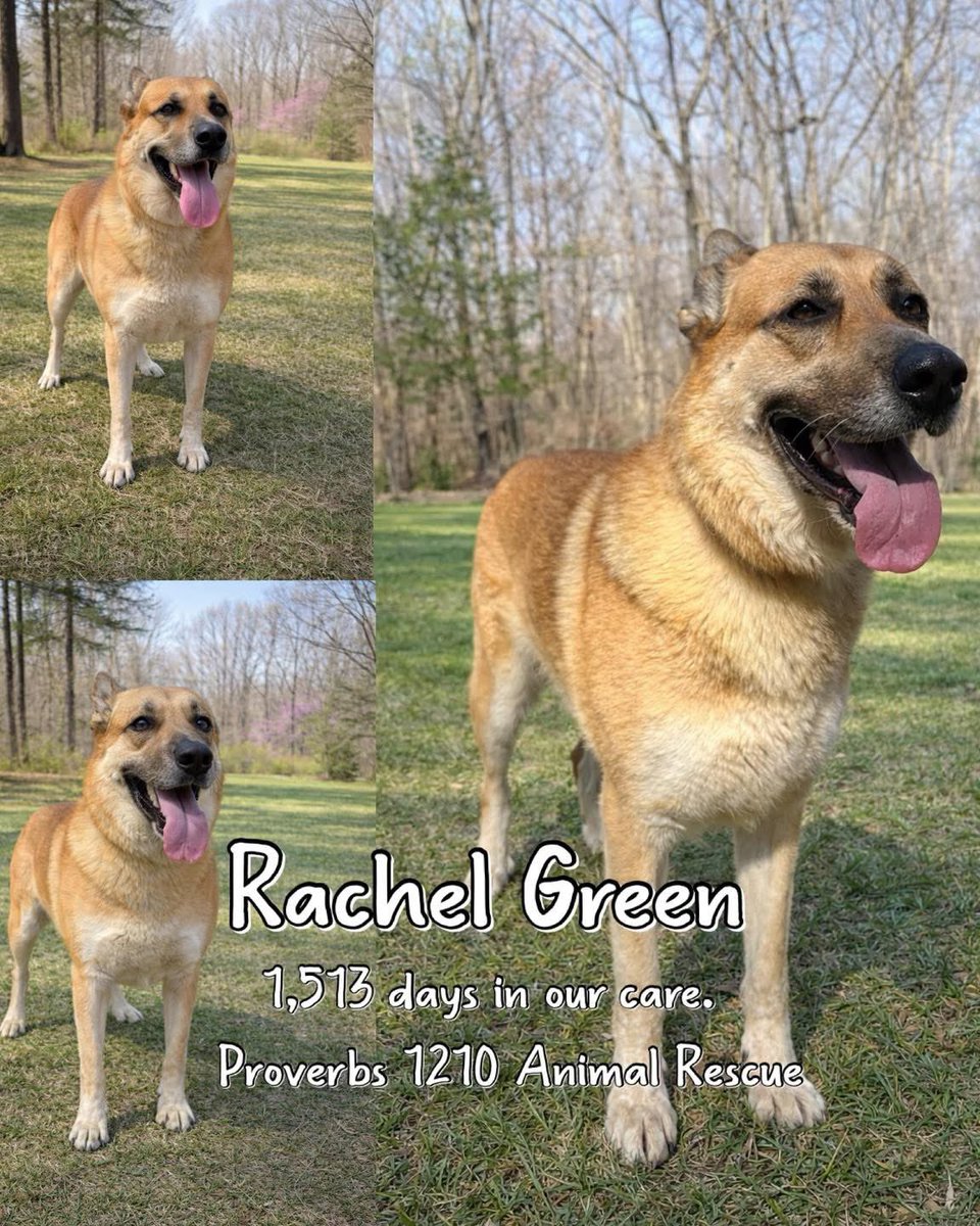 Proverbs 12:10 Animal Rescue tweet media