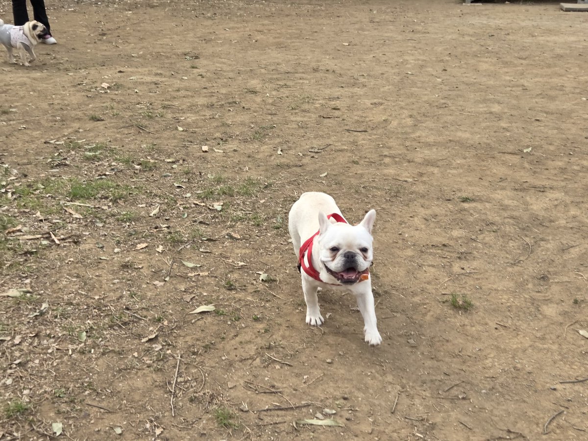 ぶんちゃん@フレブル&株主優待 tweet media